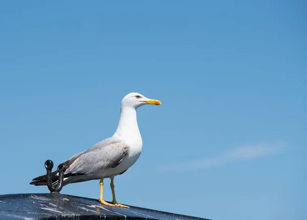 Retrato Hermosa Gaviota Blanca —  Fotos de Stock