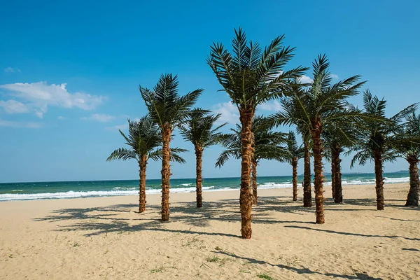 Group Palm Trees Sand Sea — Stock Photo, Image