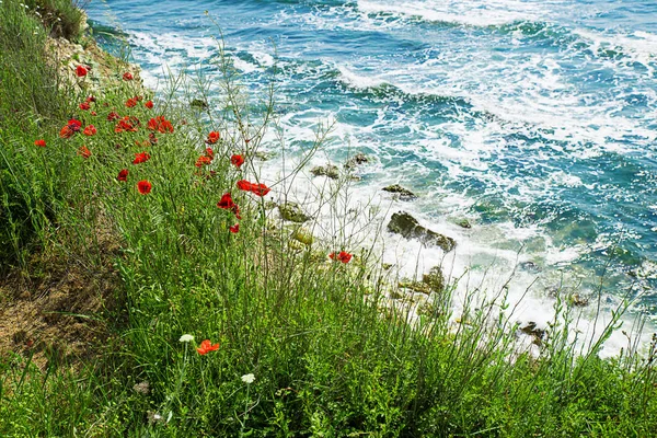 Poppies Sea Beautiful Seascape — Stock Photo, Image