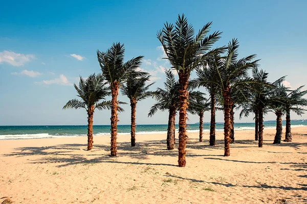 Group Palm Trees Sand Sea — Stock Photo, Image