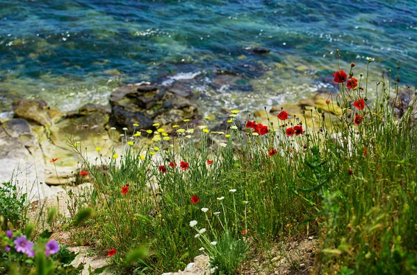 Amapolas Junto Mar Hermoso Paisaje Marino — Foto de Stock