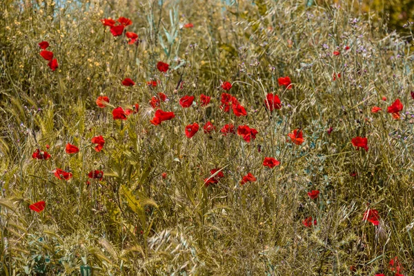 Belle Abstraction Fleurs Pavot Rouge — Photo