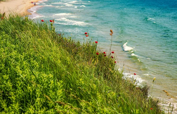 Bellissimo Paesaggio Con Costa Marina Con Flora Fauna — Foto Stock