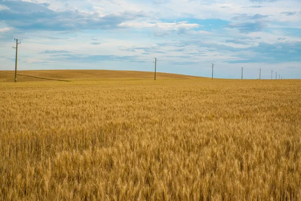Ripe Wheat Field Sunny Day — Stock Photo, Image