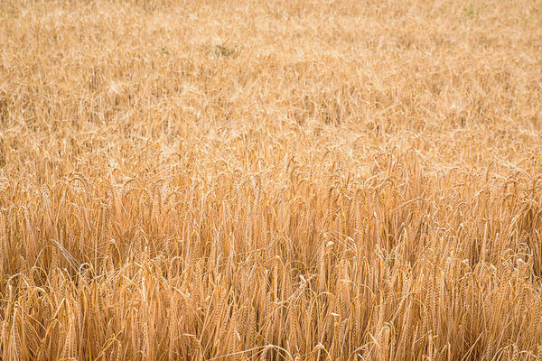 Ripe wheat in a field on a sunny day