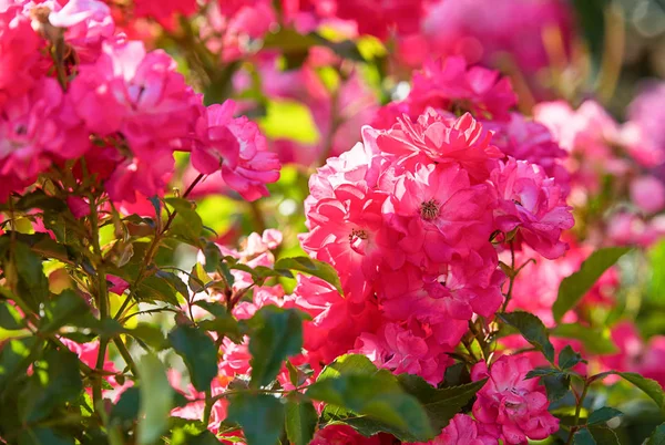 庭にピンクのバラの美しい花 — ストック写真