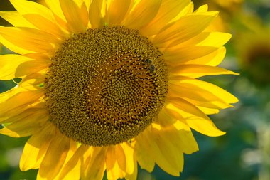 Sarı ayçiçeği güzel bir alan