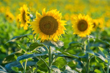 Sarı ayçiçeği güzel bir alan