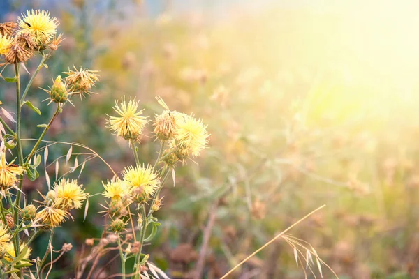Hermosas Flores Amarillas Con Puesta Sol — Foto de Stock