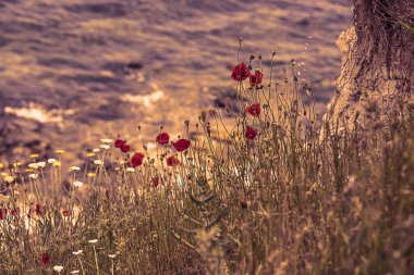 Güzel kırmızı haşhaş çiçekleri soyutlama