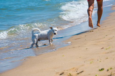 Jack Russell Terrier ve sahibi sahilde yeniden