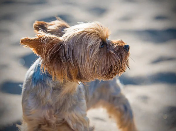 Μικρό Yorkshire Terrier Μια Αμμώδη Παραλία — Φωτογραφία Αρχείου