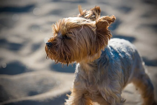 Μικρό Yorkshire Terrier Μια Αμμώδη Παραλία — Φωτογραφία Αρχείου
