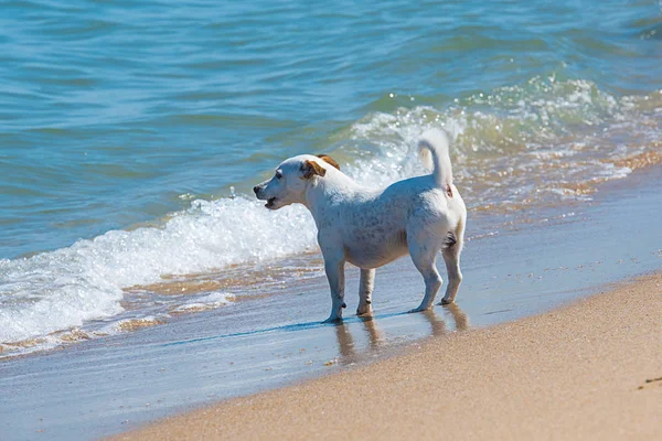 Jack Russell Terrier Play Ocean Stock Image