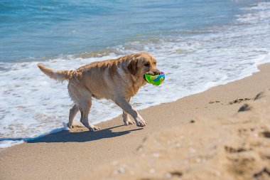 Altın Retrieverr oynayacak Okyanusu