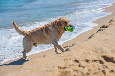 Altın Retrieverr Okyanusu