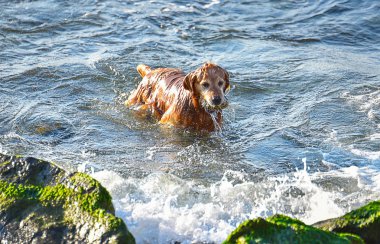 Av köpeği denizde oynanır