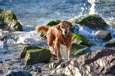 Av köpeği denizde oynanır