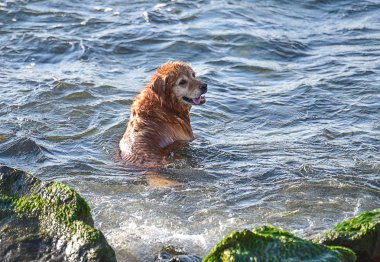 Av köpeği oynanır