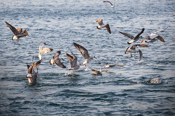 Gregge Gabbiani Cattura Pesci Mare — Foto Stock