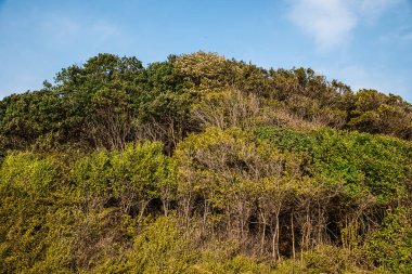 Büyük ormanlar kurutma, ekolojik felaket