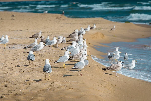 Uno Stormo Gabbiani Riva Mare Sulla Spiaggia — Foto Stock