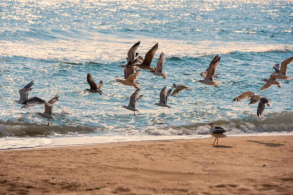 Hejno Racků Moře Pláži — Stock fotografie