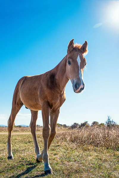 Красиво Ухоженные Молодые Лошади Сухом Пастбище — стоковое фото