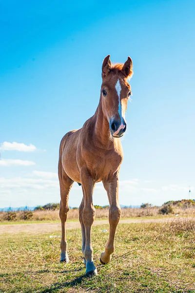 Caballos Jóvenes Bellamente Arreglados Pasto Seco — Foto de Stock