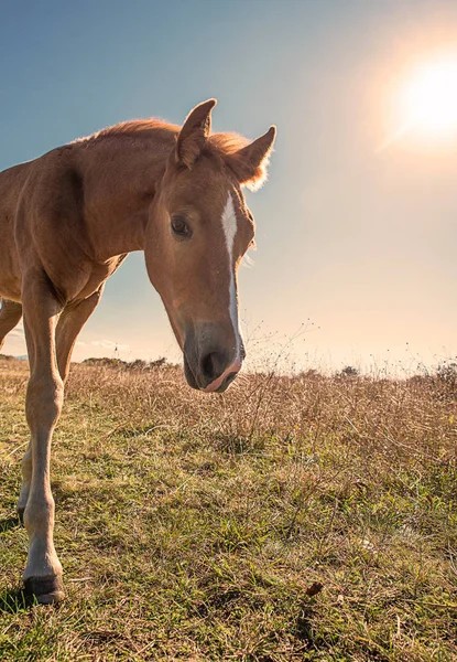 Caballos Jóvenes Bellamente Arreglados Pasto Seco — Foto de Stock