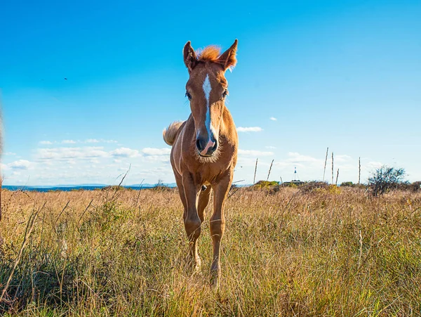 Caballos Jóvenes Bellamente Arreglados Pasto Seco — Foto de Stock