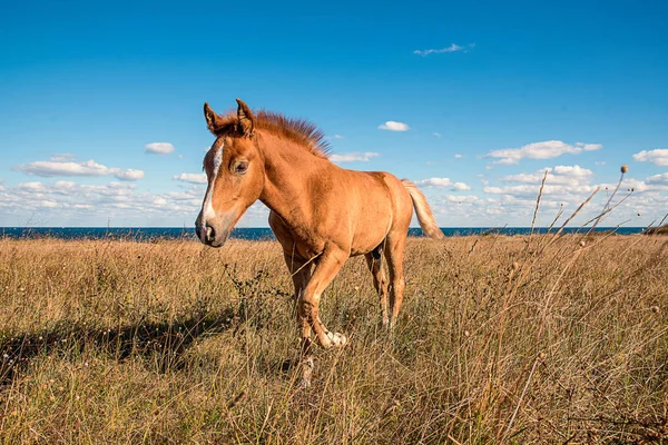 Caballos Jóvenes Bellamente Arreglados Pasto Seco — Foto de Stock