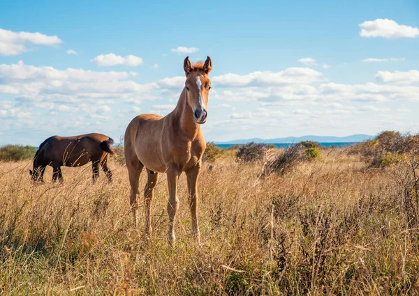 Krásně Upravené Mladých Koní Suché Pastviny — Stock fotografie