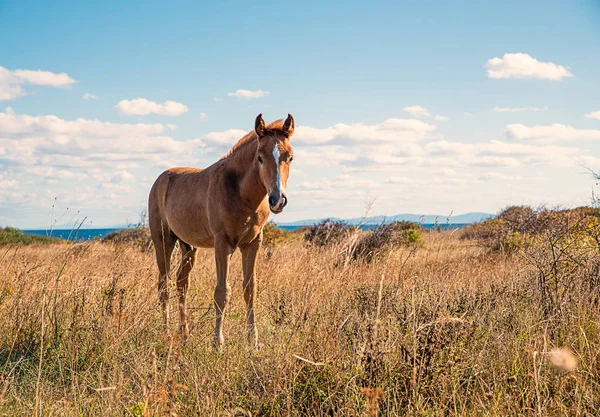Krásně Upravené Mladých Koní Suché Pastviny — Stock fotografie