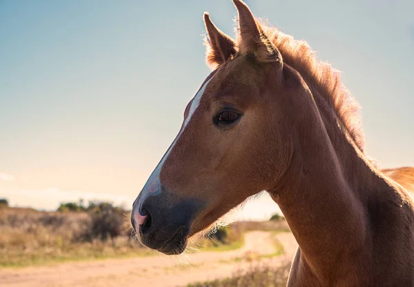 Красиво Ухоженные Молодые Лошади Сухом Пастбище — стоковое фото