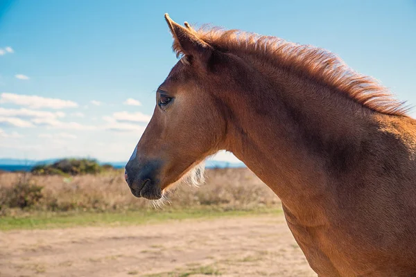 Caballos Jóvenes Bellamente Arreglados Pasto Seco — Foto de Stock