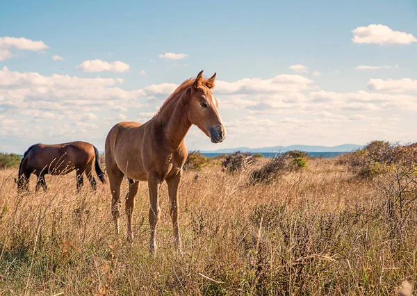 Caballos Jóvenes Bellamente Arreglados Pasto Seco — Foto de Stock