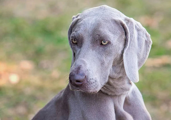 Πορτρέτο Του Ένα Weimaraner Στη Φύση — Φωτογραφία Αρχείου