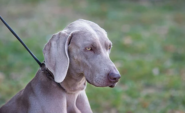 Πορτρέτο Του Ένα Weimaraner Στη Φύση — Φωτογραφία Αρχείου