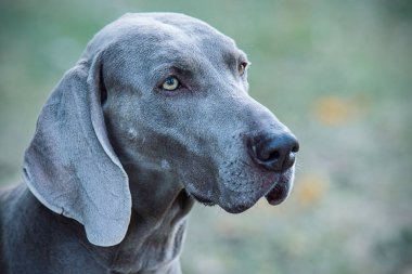 Weimaraner doğa portresi