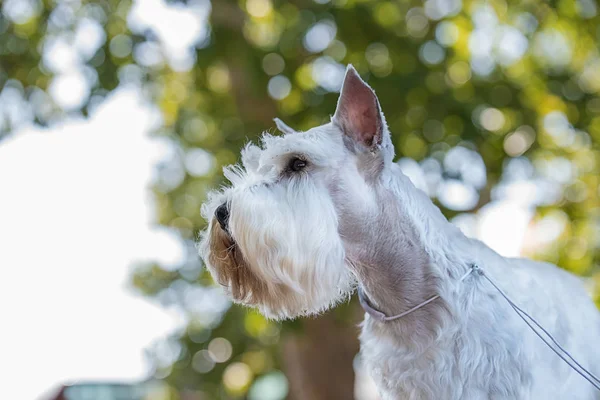 Branco Miniatura Schnauzer Retrato Belo Cão — Fotografia de Stock