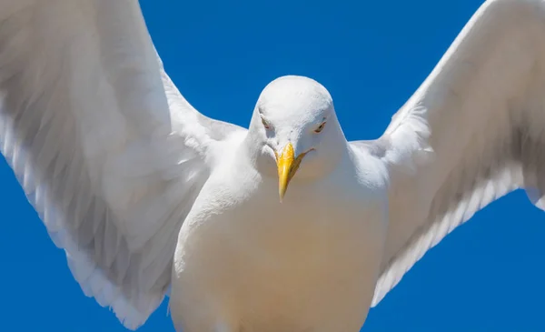 Retrato Hermosa Gaviota Blanca —  Fotos de Stock