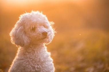 Bir parkta beyaz köpek içinde belgili tanımlık geçmiş bir güneş ile