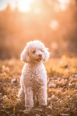 Bir parkta beyaz köpek içinde belgili tanımlık geçmiş bir güneş ile