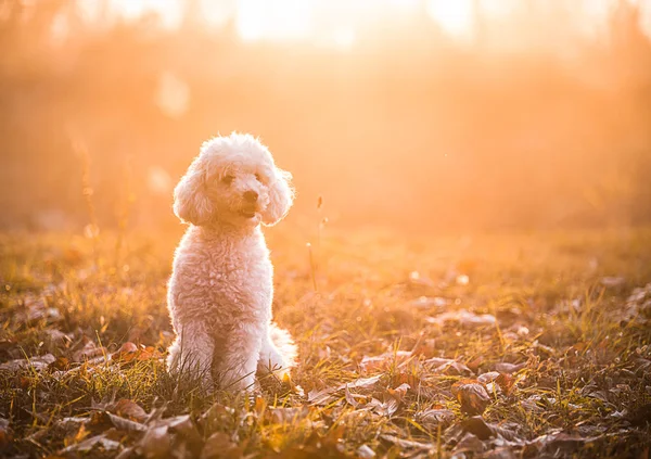 Perro blanco en un parque — Foto de Stock