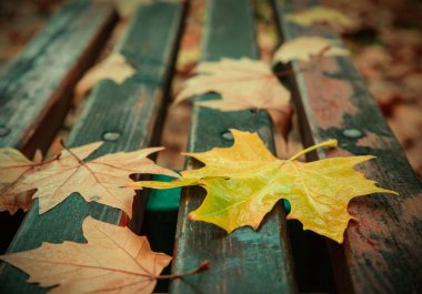 Parkta, sonbahar yağmurlu bir gün kürsüye yaprakları