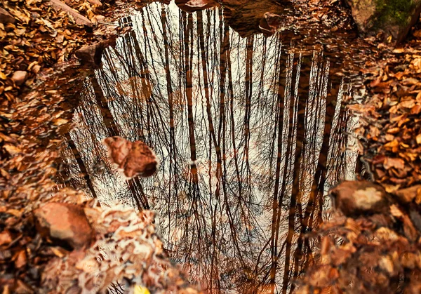 Herbstszene Reflexion Des Waldes Wasser — Stockfoto