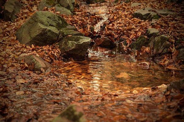 Scène Automne Forêt Avec Feuilles Rivière — Photo