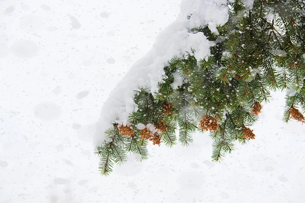 Філіал Сосновим Конусом Снігопадами — стокове фото