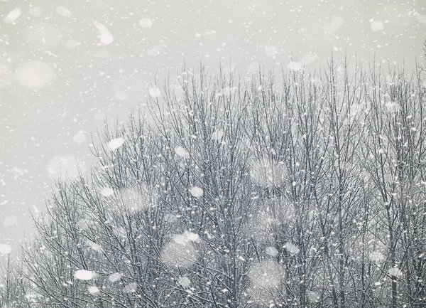 Kış Kar Taneleri Ile Güzel Bir Manzara — Stok fotoğraf